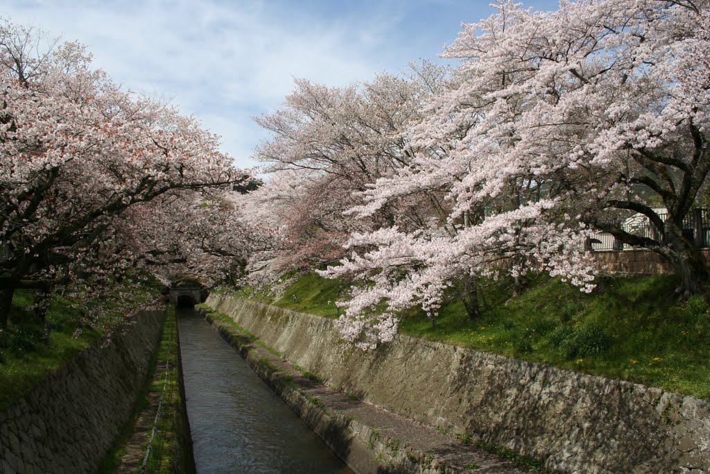 琵琶湖疏水・・・さくら満開