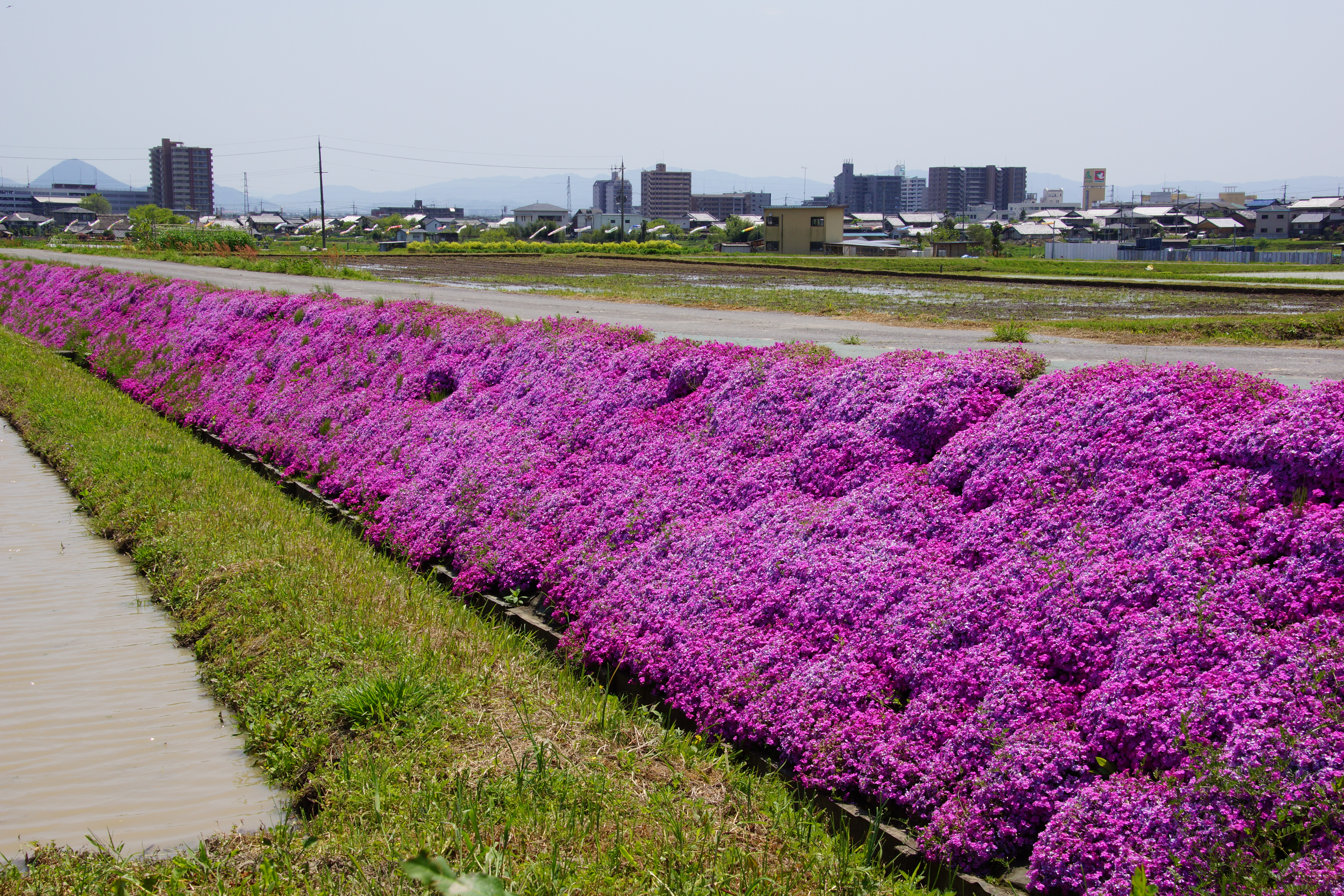 色鮮やかな芝桜に思わず・・・