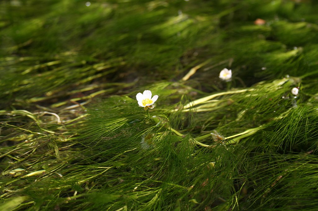 針江の清流に咲くバイカモの花