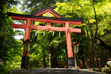 深緑の森に色鮮やかな山王鳥居