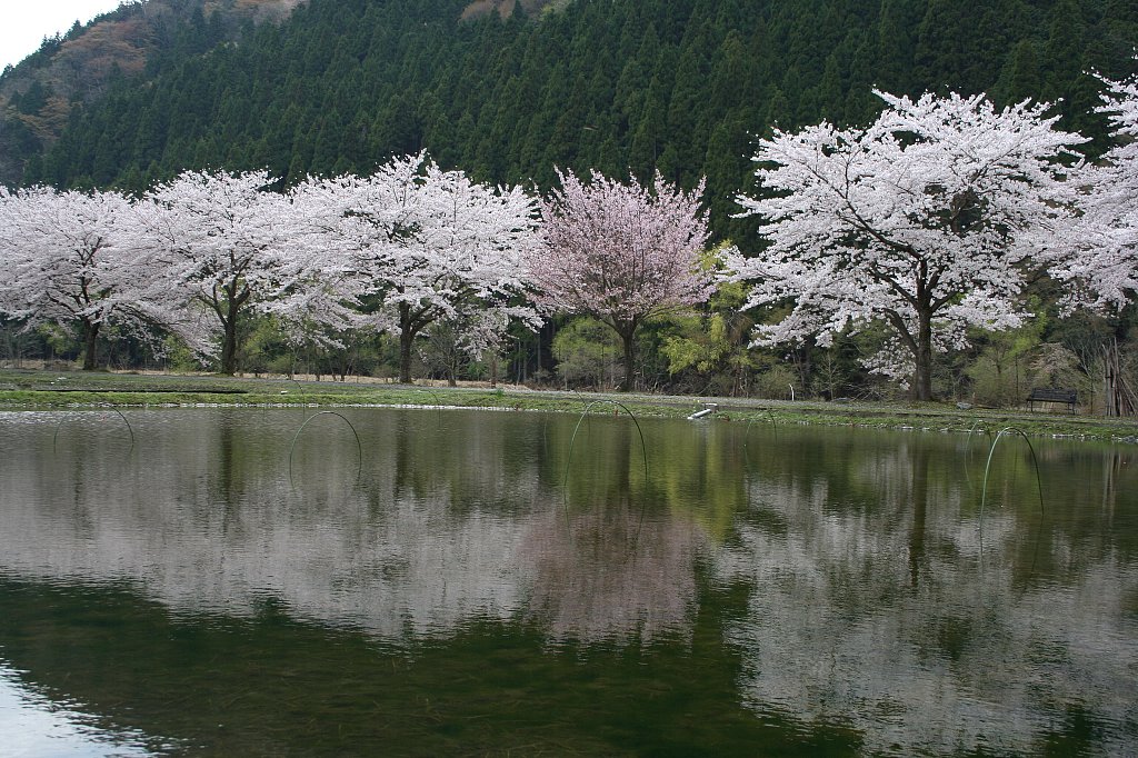 朽木大野の桜並木